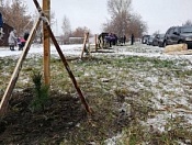 Кировчане высадили 2500 саженцев в рамках акции «Посади свой кедр»