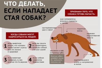 КАК ДЕЙСТВОВАТЬ, ЕСЛИ СОБАКА ГОТОВА НА ВАС НАПАСТЬ?