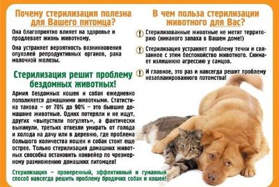 Польза стерилизации для животных, их владельцев и общества