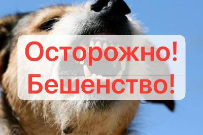 Алгоритм действий пострадавшего при укусе животного