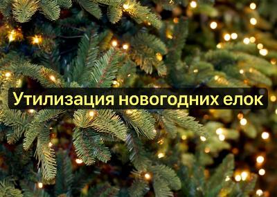 Сбор новогодних ёлок на утилизацию в Новосибирске начнется 10 января