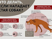Советы по защите от бездомных собак