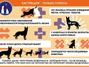 Почему необходимо стерилизовать домашнее животное?