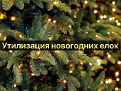 Сбор новогодних ёлок на утилизацию в Новосибирске начнется 10 января